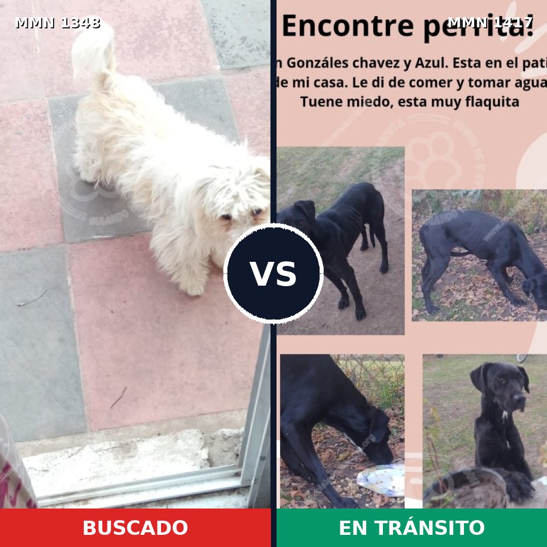 Comparativa MMS 24731: mascota perdida y mascota encontrada, 70% de similitud