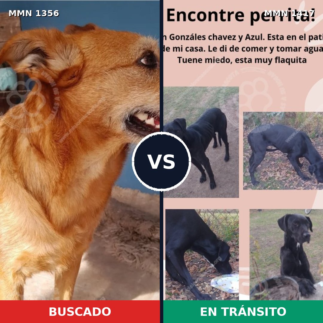 Comparativa MMS 24732: mascota perdida y mascota encontrada, 77% de similitud
