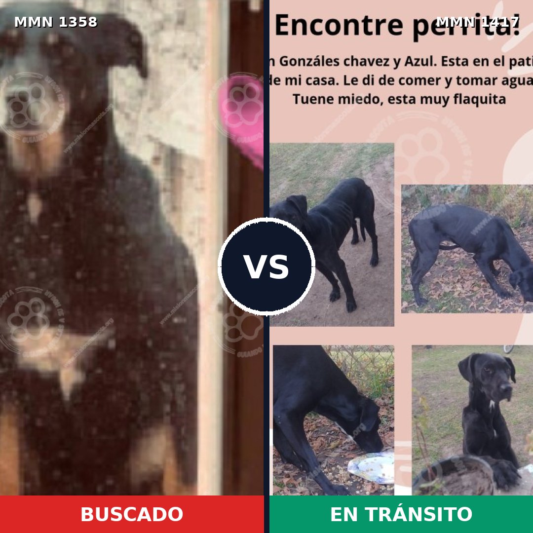 Comparativa MMS 24733: mascota perdida y mascota encontrada, 84% de similitud