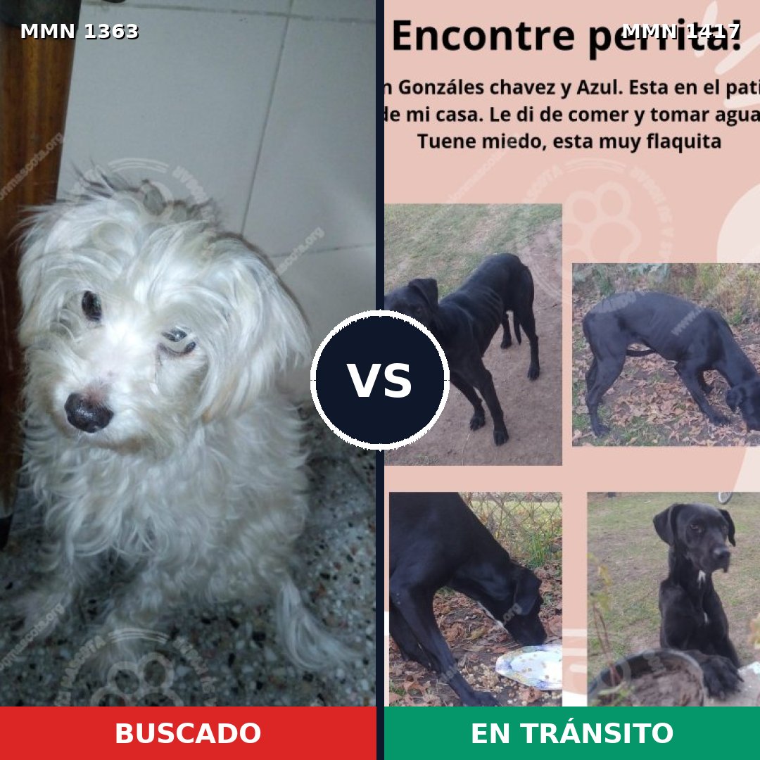 Comparativa MMS 24737: mascota perdida y mascota encontrada, 55% de similitud
