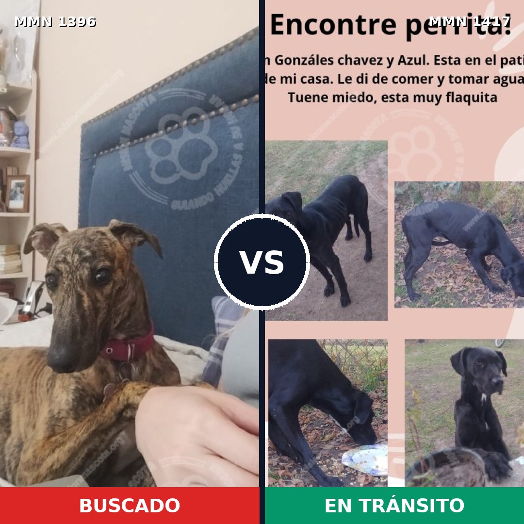 Comparativa MMS 24739: mascota perdida y mascota encontrada, 31% de similitud
