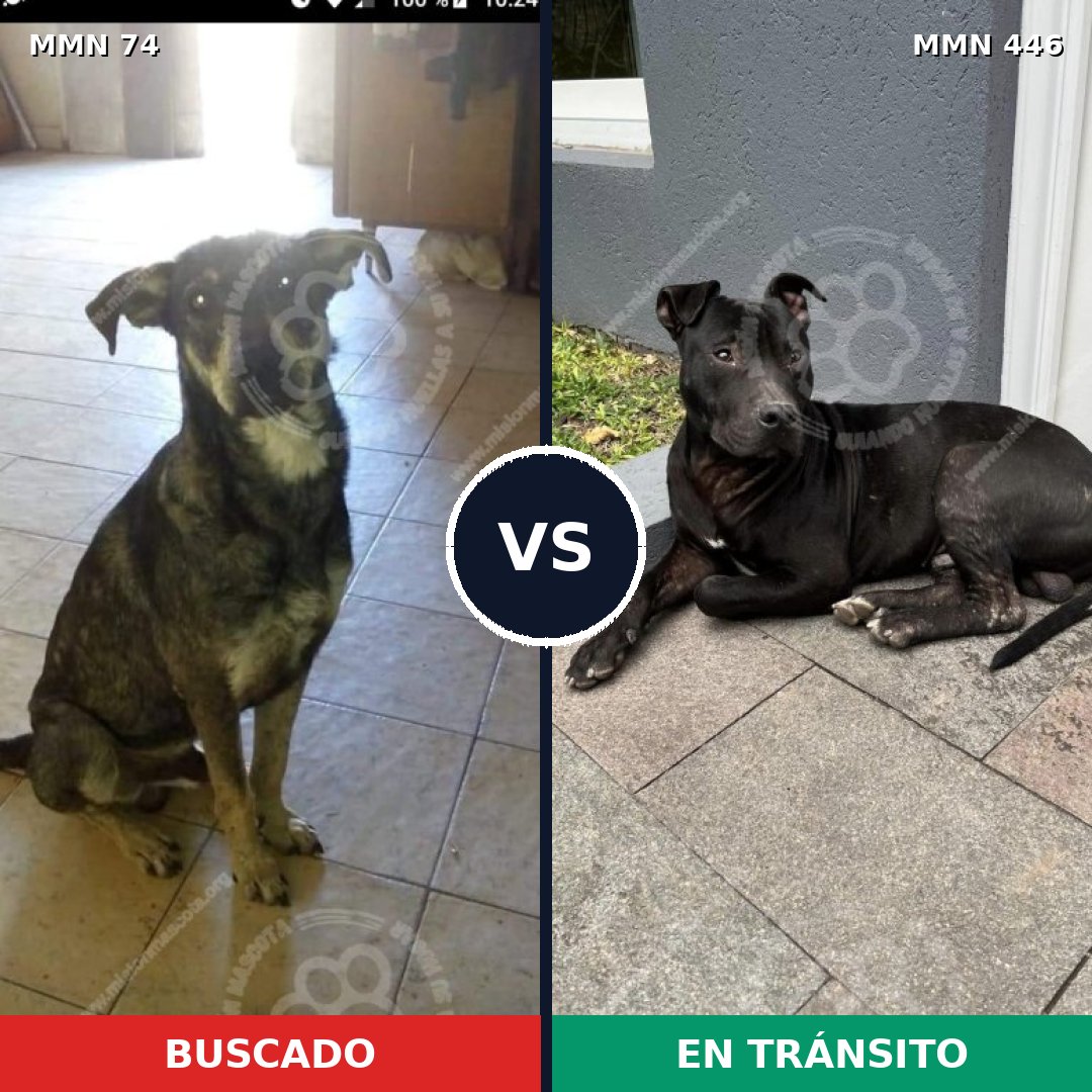 Comparativa MMS 2474: mascota perdida y mascota encontrada, 69% de similitud