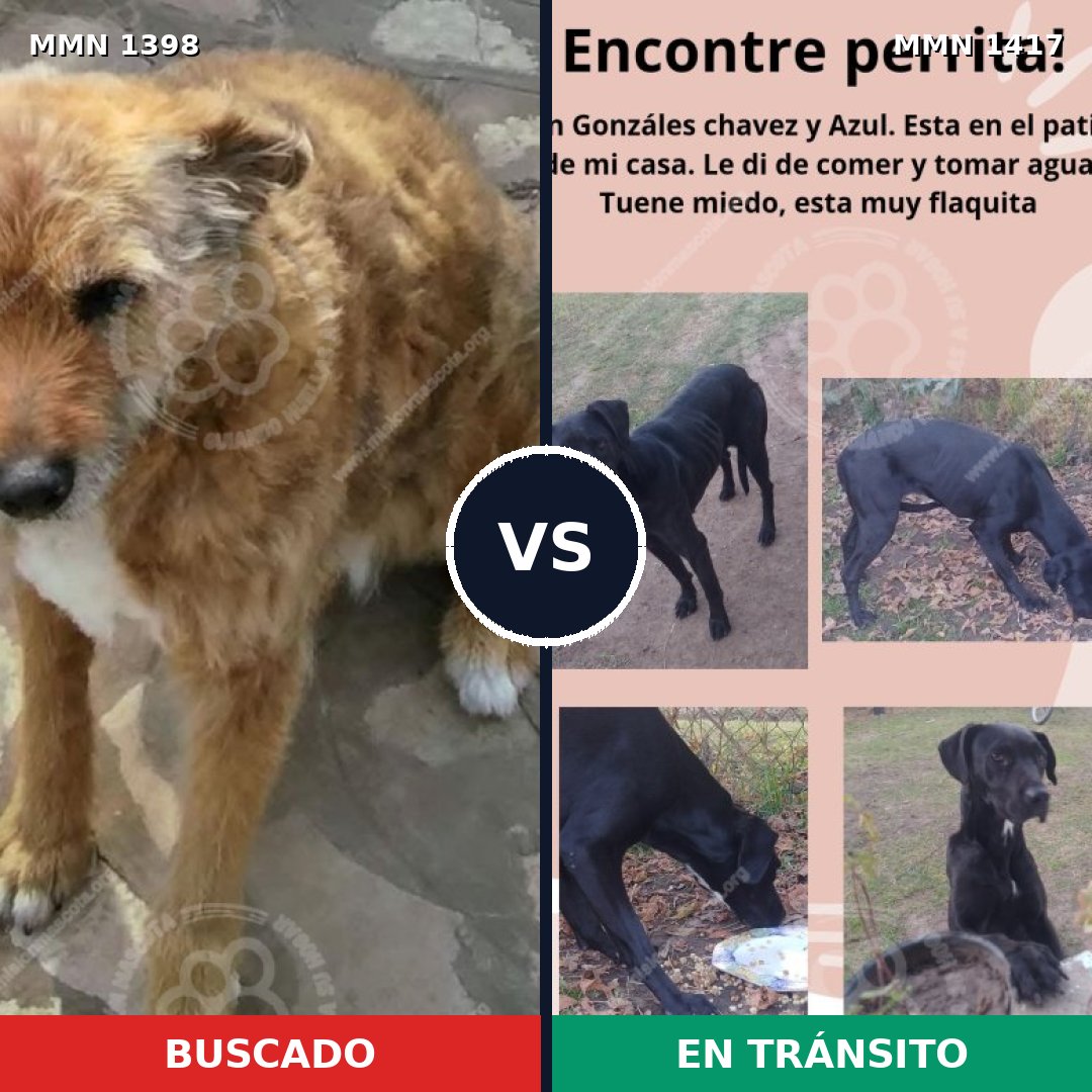 Comparativa MMS 24740: mascota perdida y mascota encontrada, 76% de similitud