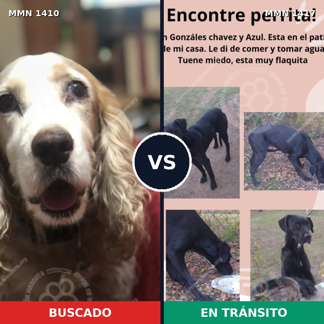 Comparativa MMS 24741: mascota perdida y mascota encontrada, 50% de similitud