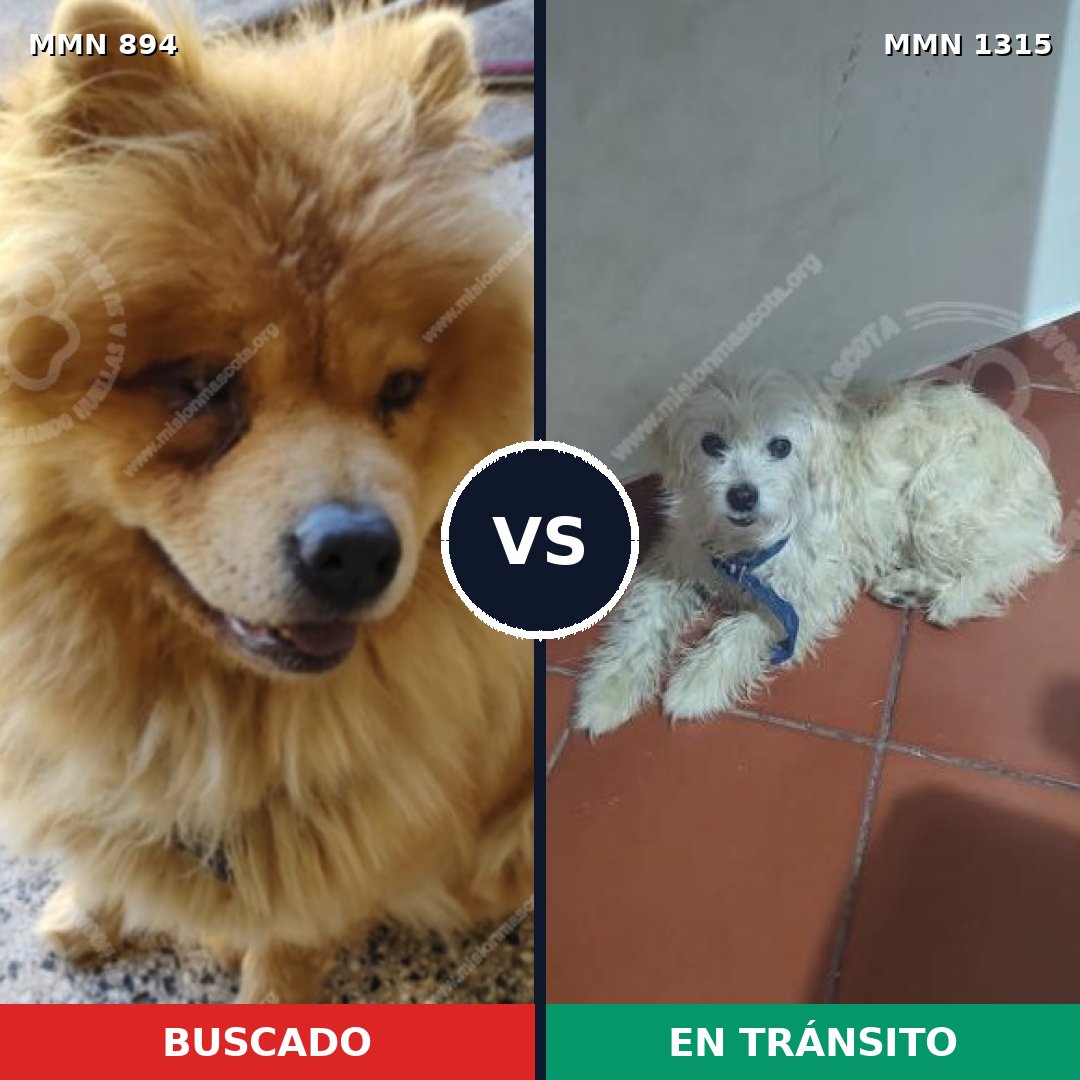 Comparativa MMS 24746: mascota perdida y mascota encontrada, 34% de similitud