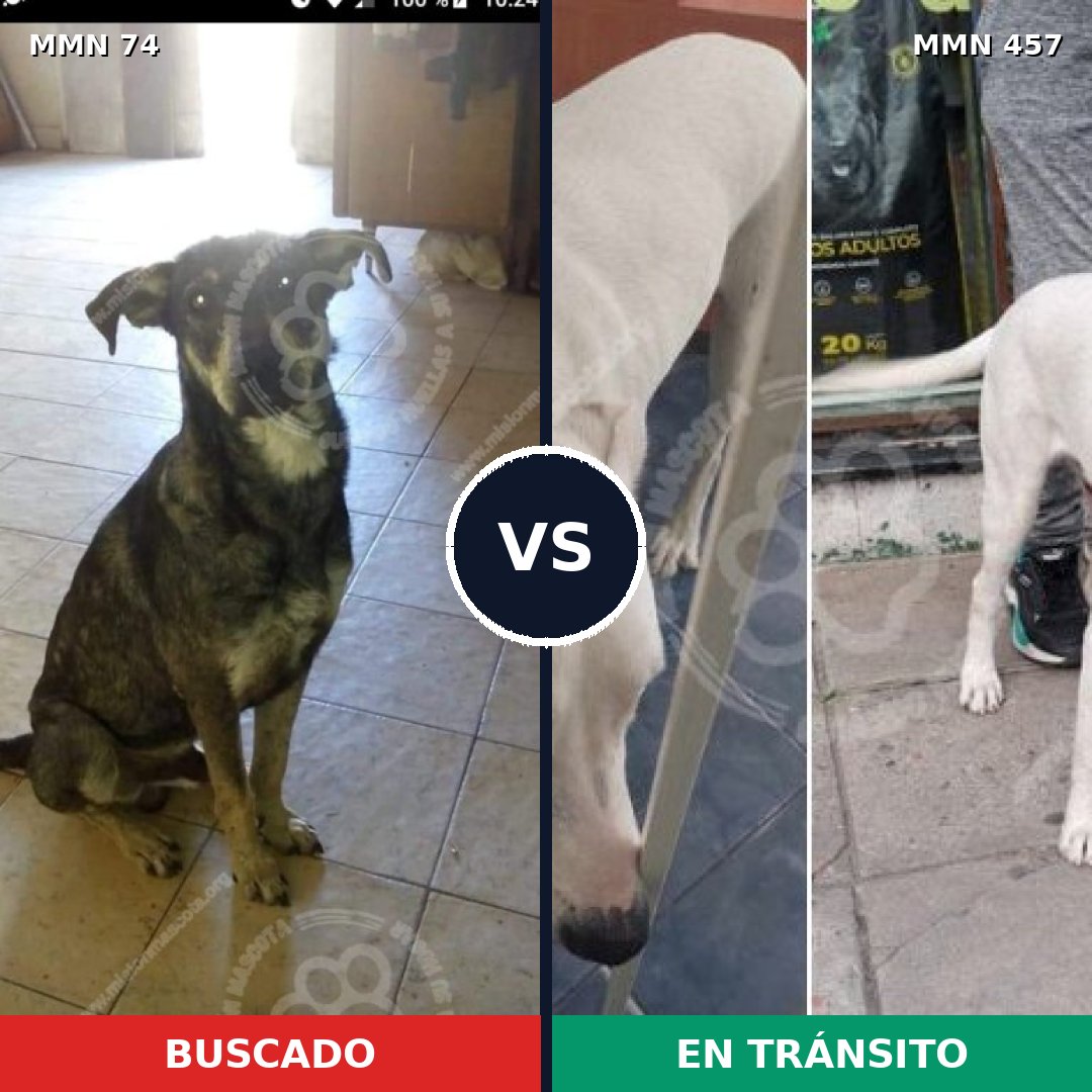 Comparativa MMS 2475: mascota perdida y mascota encontrada, 62% de similitud