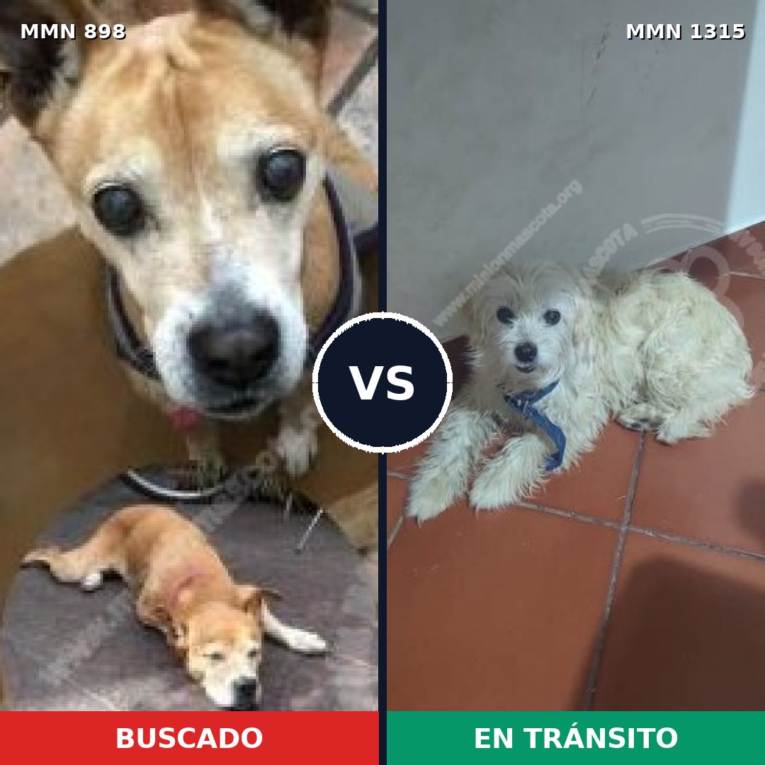 Comparativa MMS 24750: mascota perdida y mascota encontrada, 26% de similitud