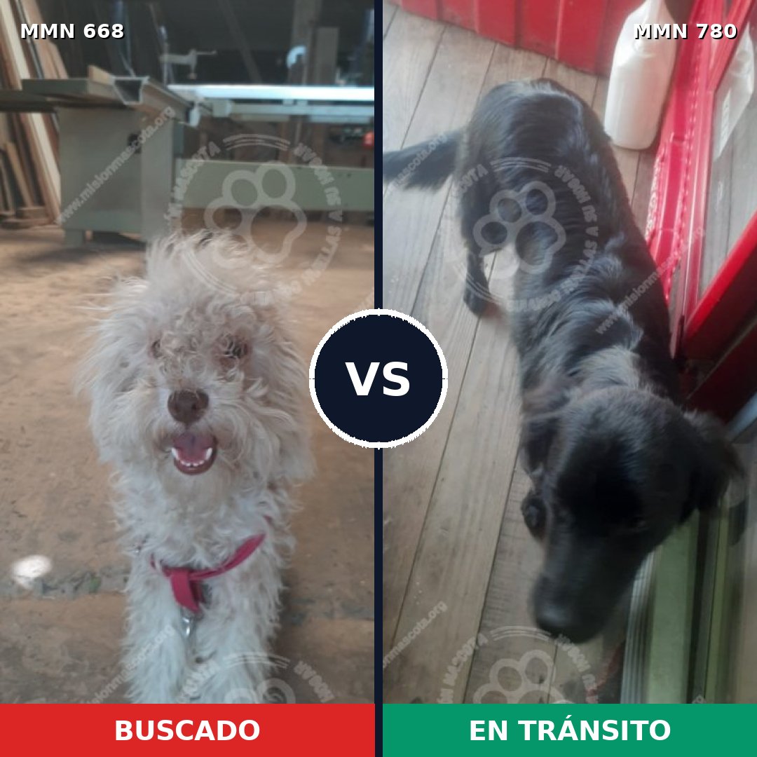 Comparativa MMS 24752: mascota perdida y mascota encontrada, 33% de similitud