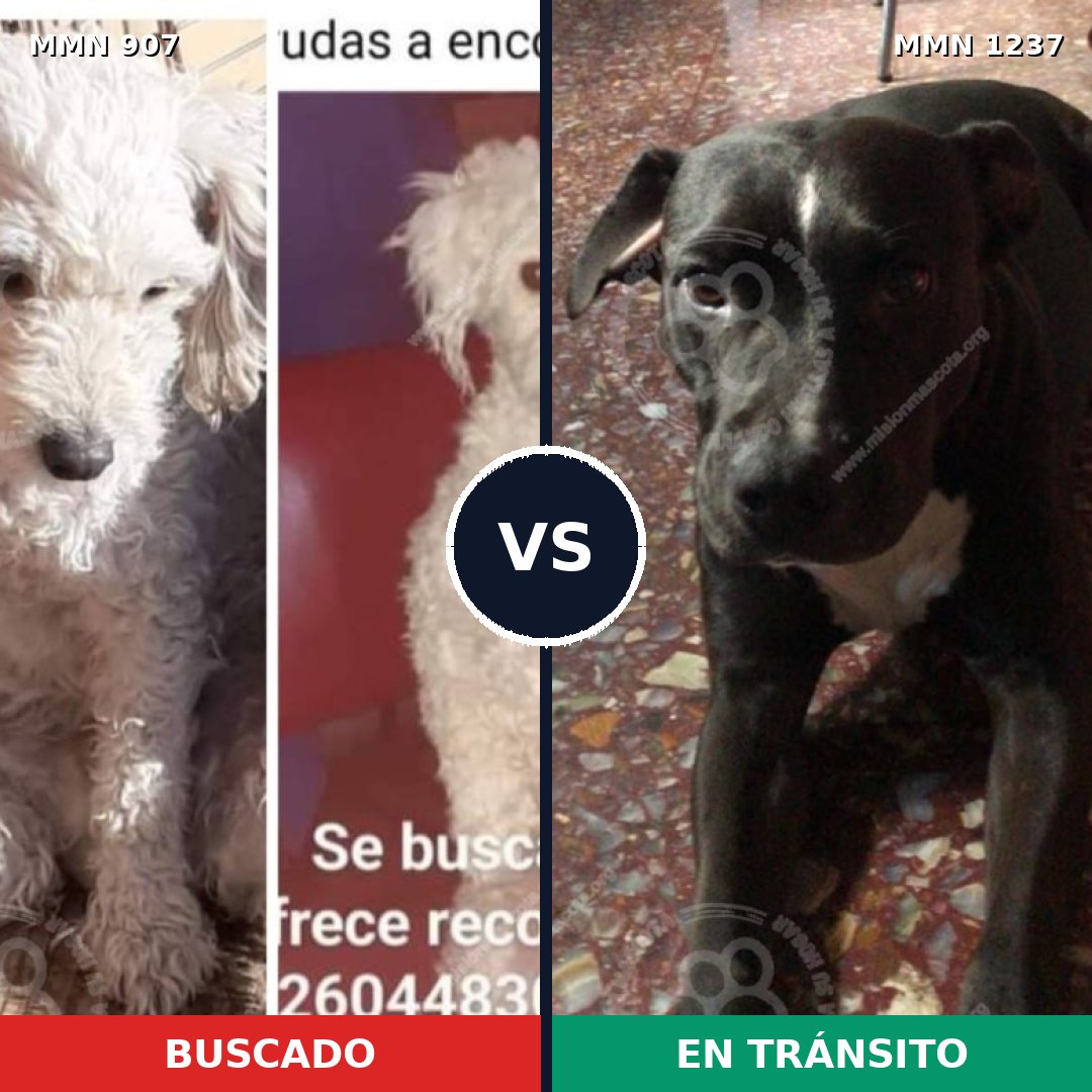 Comparativa MMS 24755: mascota perdida y mascota encontrada, 38% de similitud