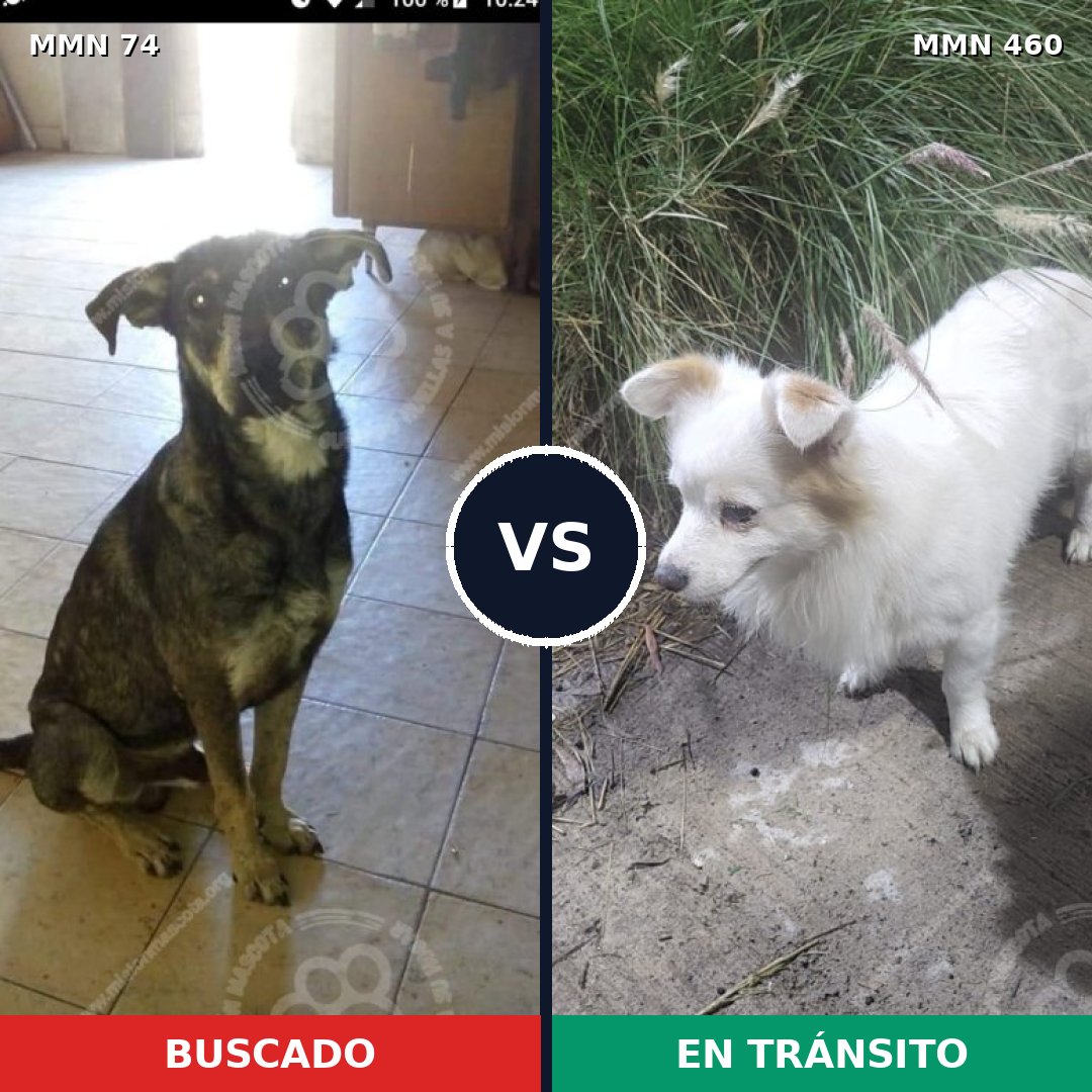 Comparativa MMS 2476: mascota perdida y mascota encontrada, 52% de similitud