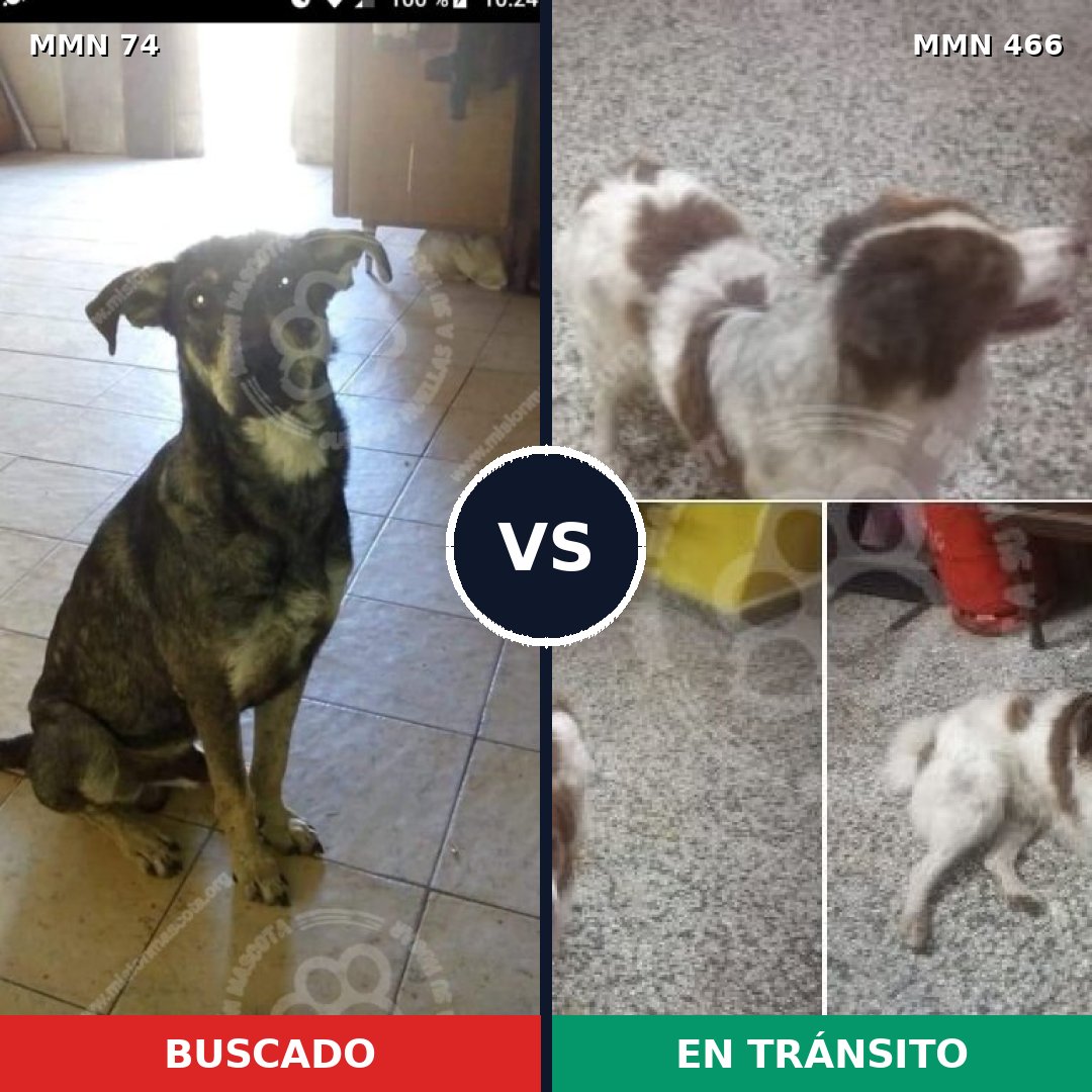 Comparativa MMS 2477: mascota perdida y mascota encontrada, 60% de similitud