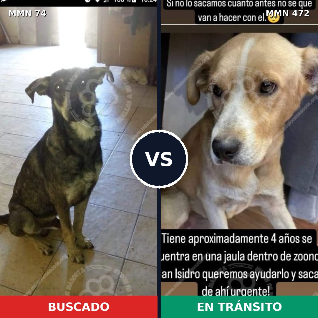 Comparativa MMS 2478: mascota perdida y mascota encontrada, 60% de similitud