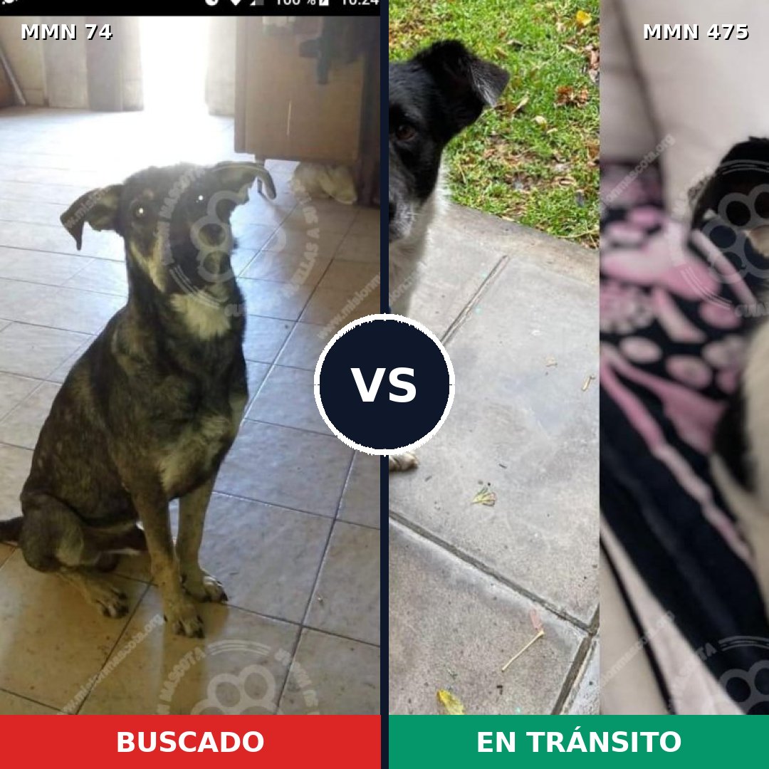 Comparativa MMS 2479: mascota perdida y mascota encontrada, 69% de similitud