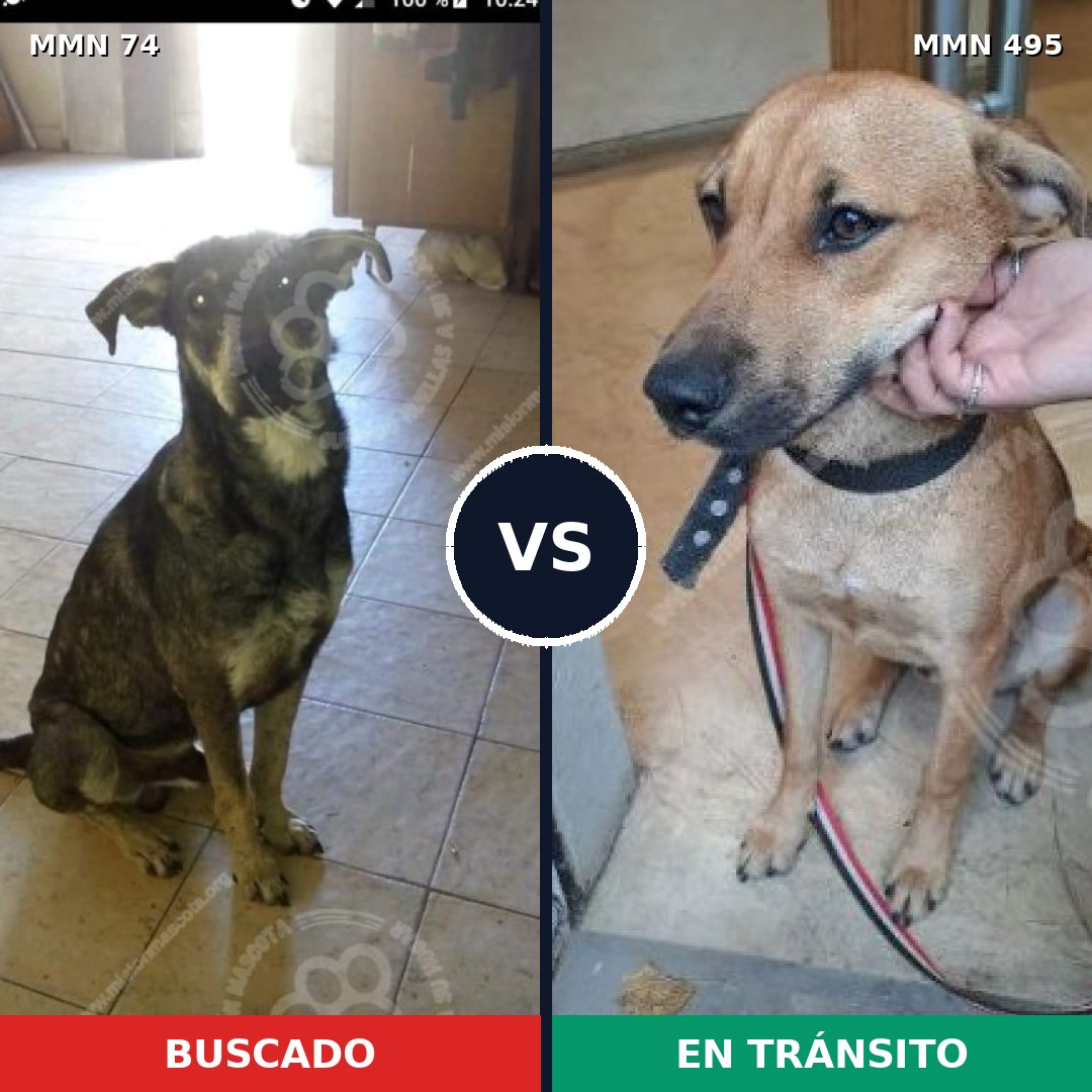 Comparativa MMS 2481: mascota perdida y mascota encontrada, 61% de similitud
