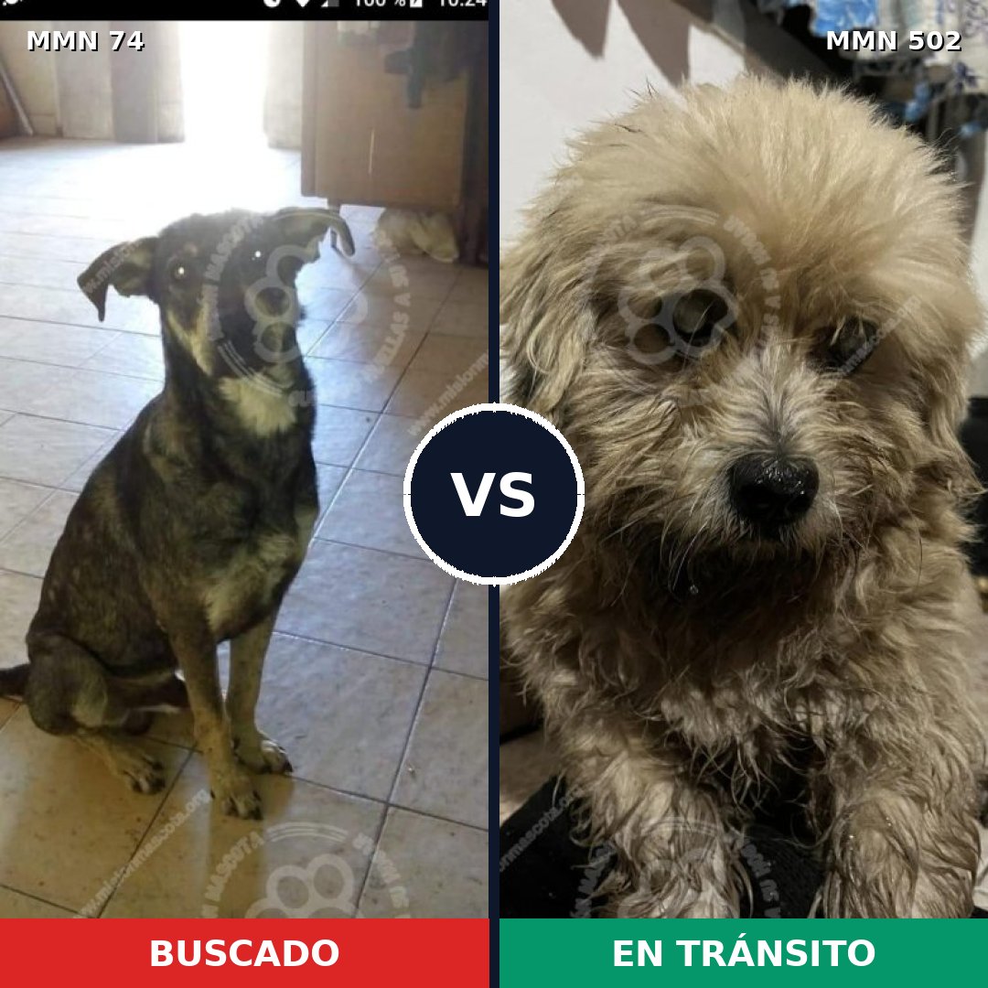Comparativa MMS 2482: mascota perdida y mascota encontrada, 51% de similitud