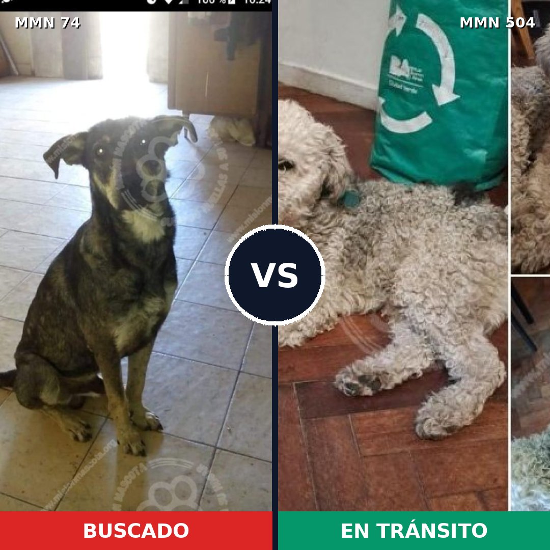 Comparativa MMS 2483: mascota perdida y mascota encontrada, 34% de similitud