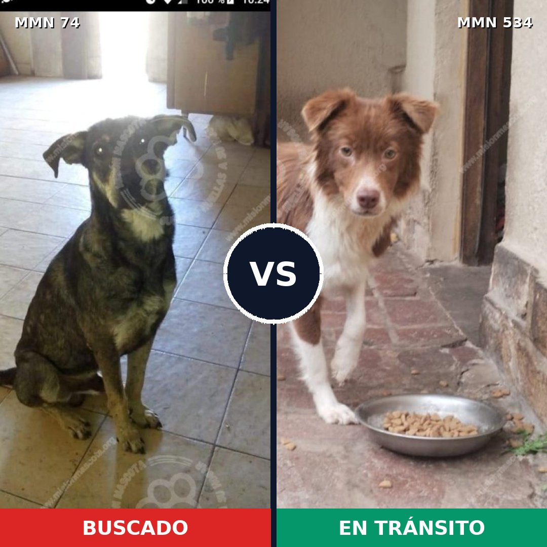 Comparativa MMS 2485: mascota perdida y mascota encontrada, 57% de similitud
