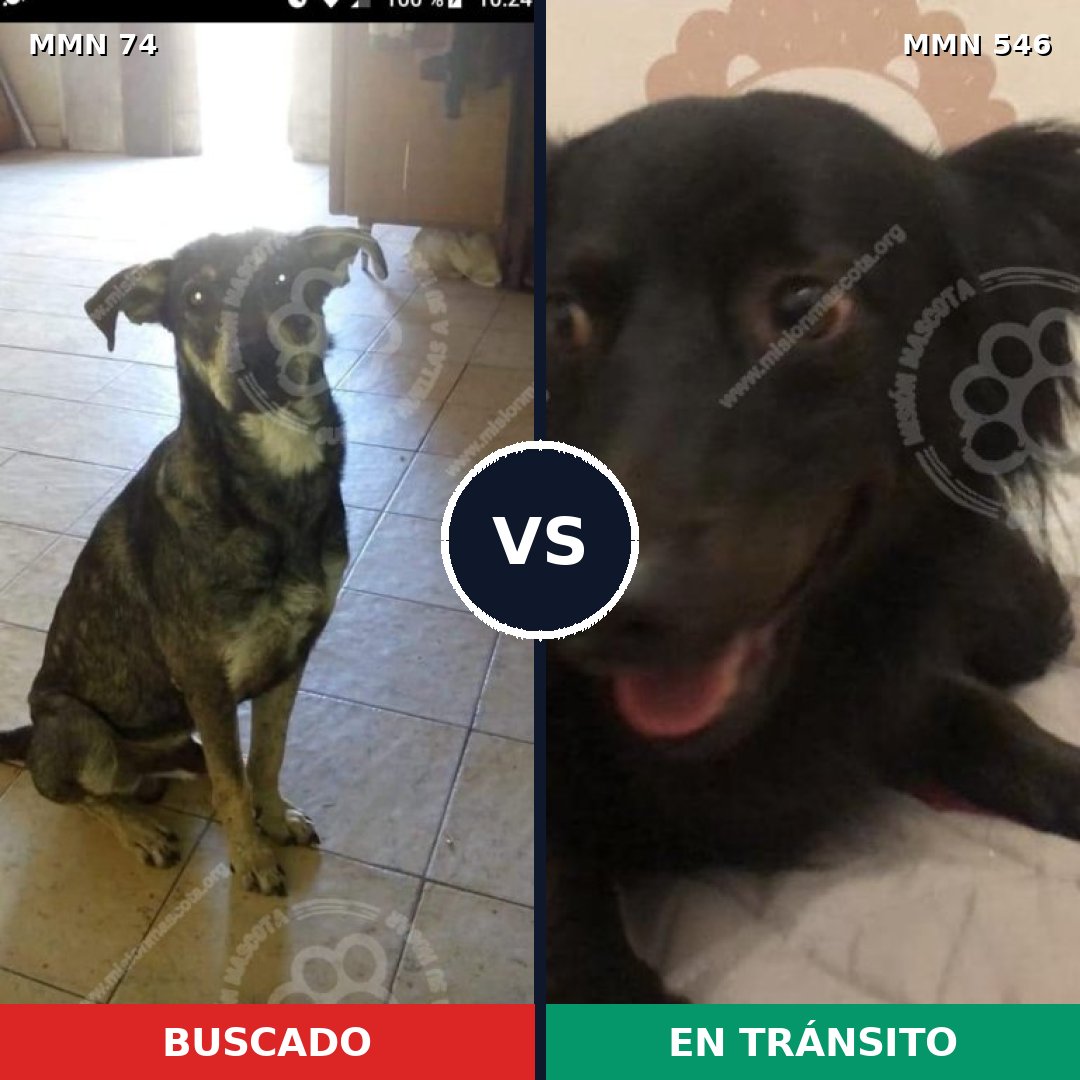 Comparativa MMS 2487: mascota perdida y mascota encontrada, 61% de similitud