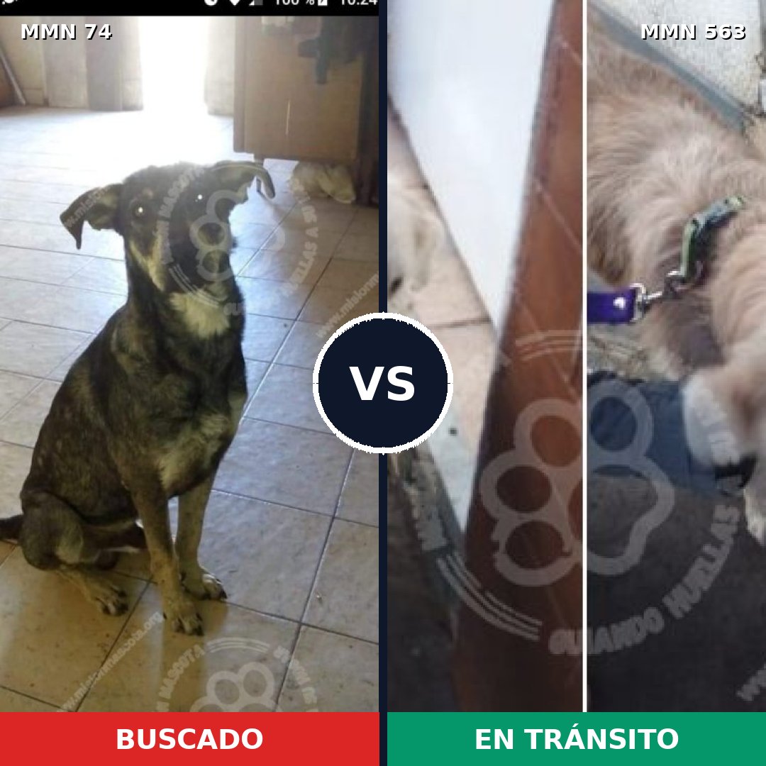 Comparativa MMS 2488: mascota perdida y mascota encontrada, 31% de similitud