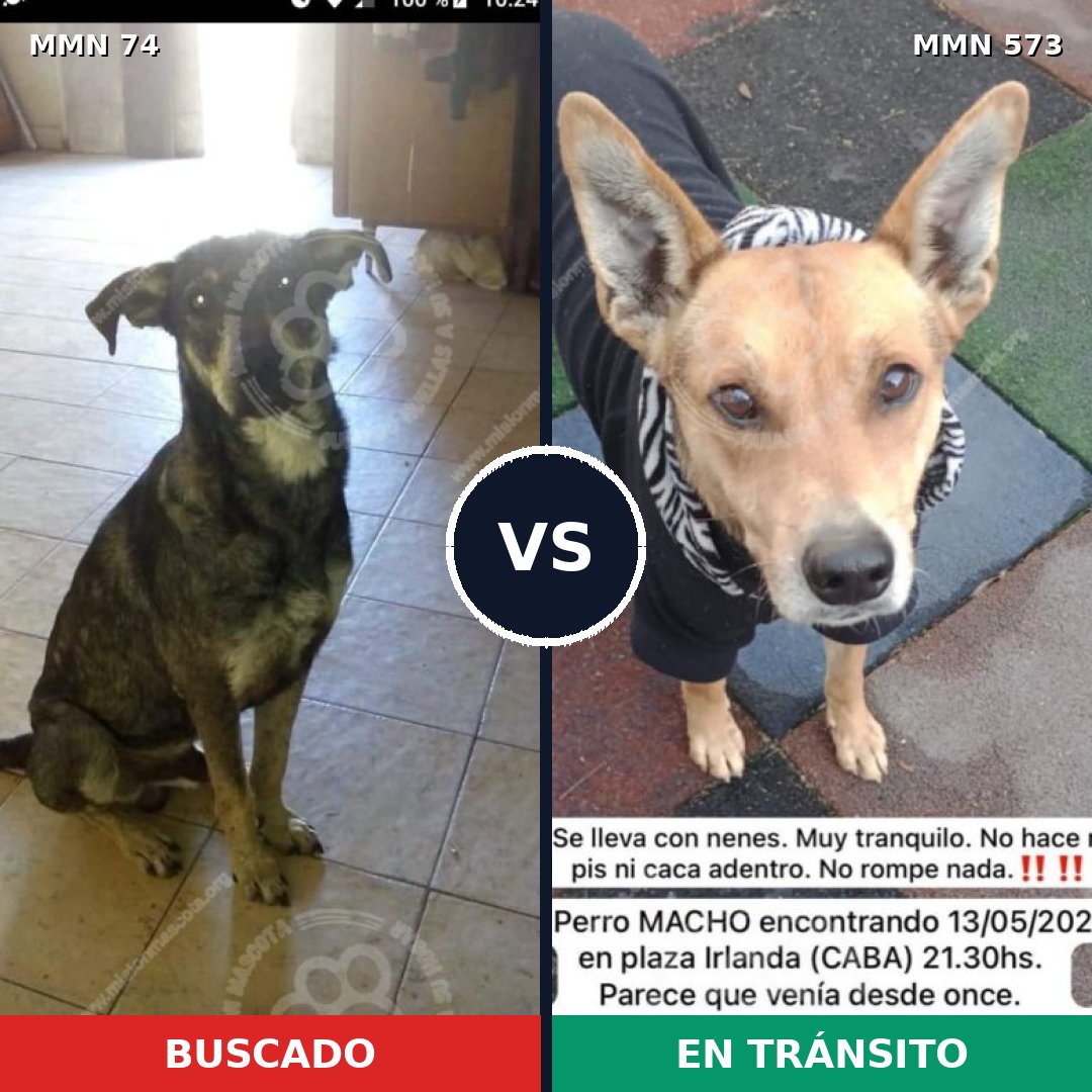 Comparativa MMS 2489: mascota perdida y mascota encontrada, 68% de similitud