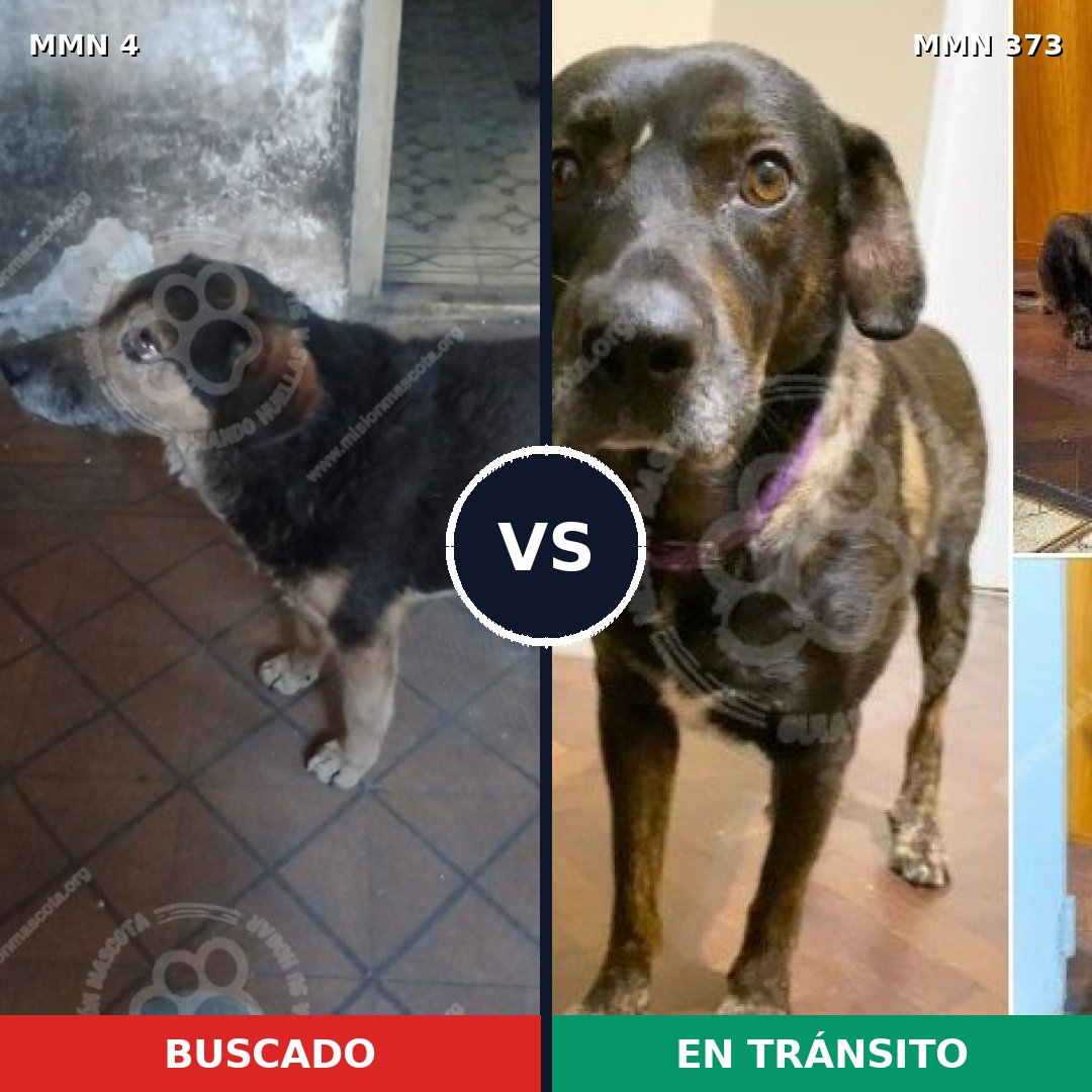 Comparativa MMS 249: mascota perdida y mascota encontrada, 74% de similitud