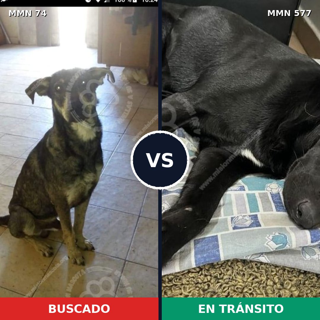 Comparativa MMS 2490: mascota perdida y mascota encontrada, 66% de similitud