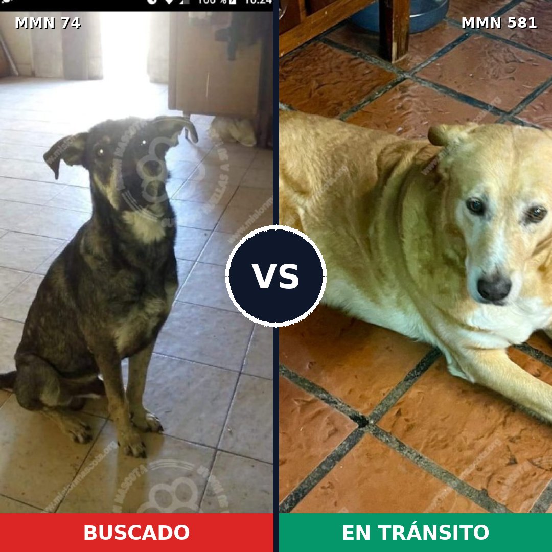 Comparativa MMS 2491: mascota perdida y mascota encontrada, 70% de similitud