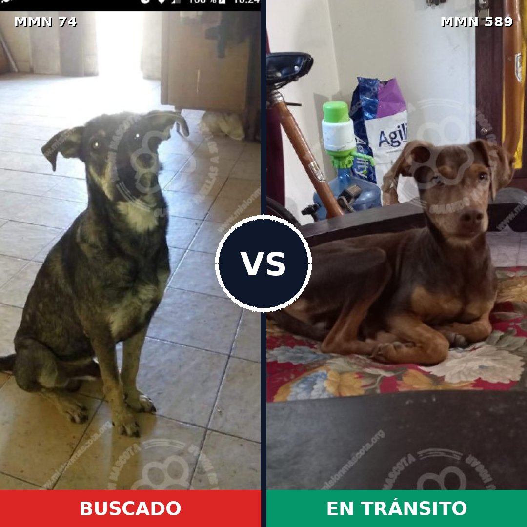Comparativa MMS 2492: mascota perdida y mascota encontrada, 38% de similitud