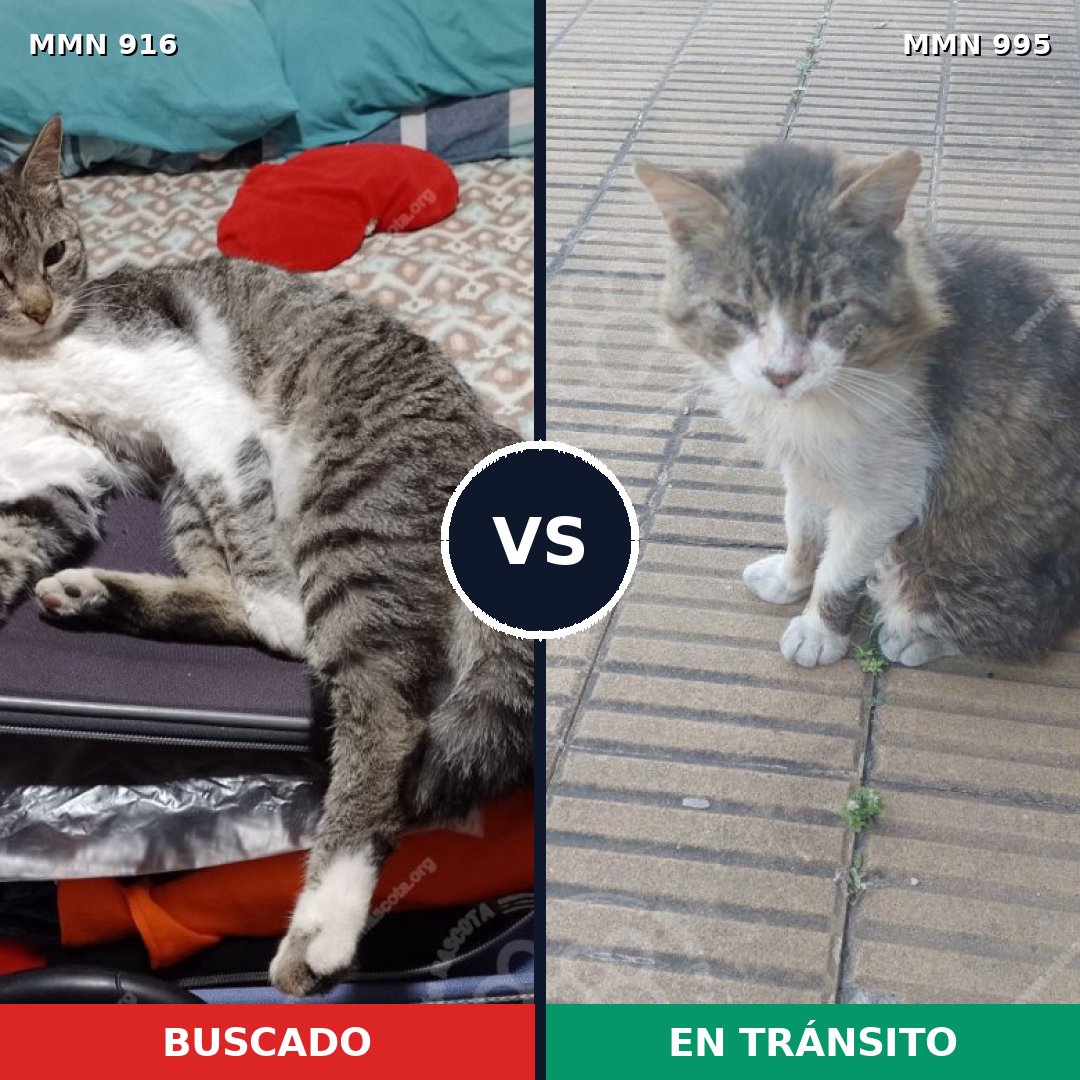 Comparativa MMS 24923: mascota perdida y mascota encontrada, 45% de similitud