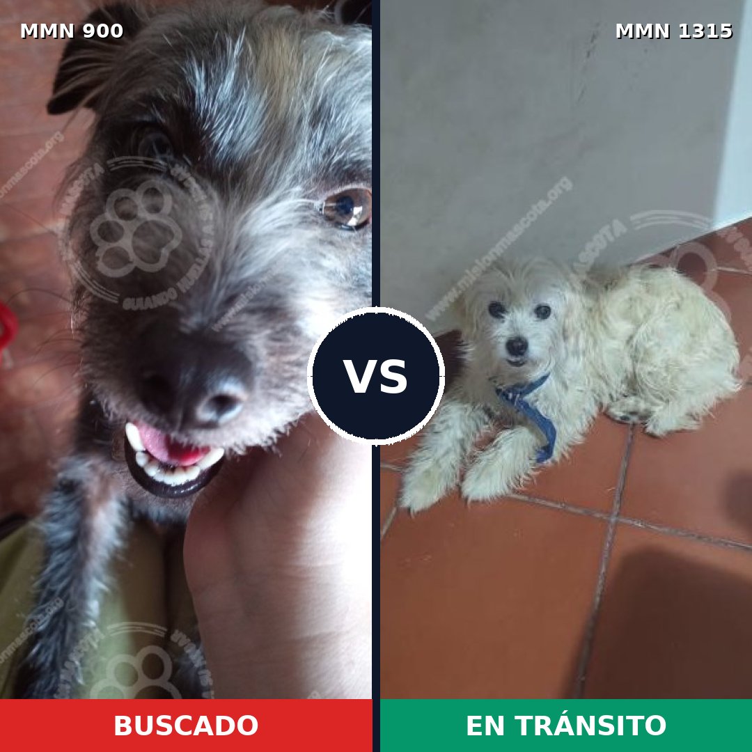 Comparativa MMS 24926: mascota perdida y mascota encontrada, 47% de similitud