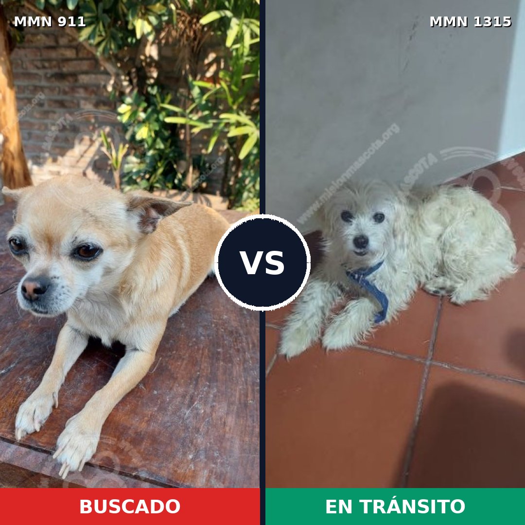 Comparativa MMS 24927: mascota perdida y mascota encontrada, 42% de similitud