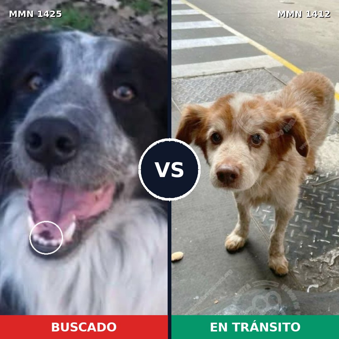 Comparativa MMS 24929: mascota perdida y mascota encontrada, 36% de similitud