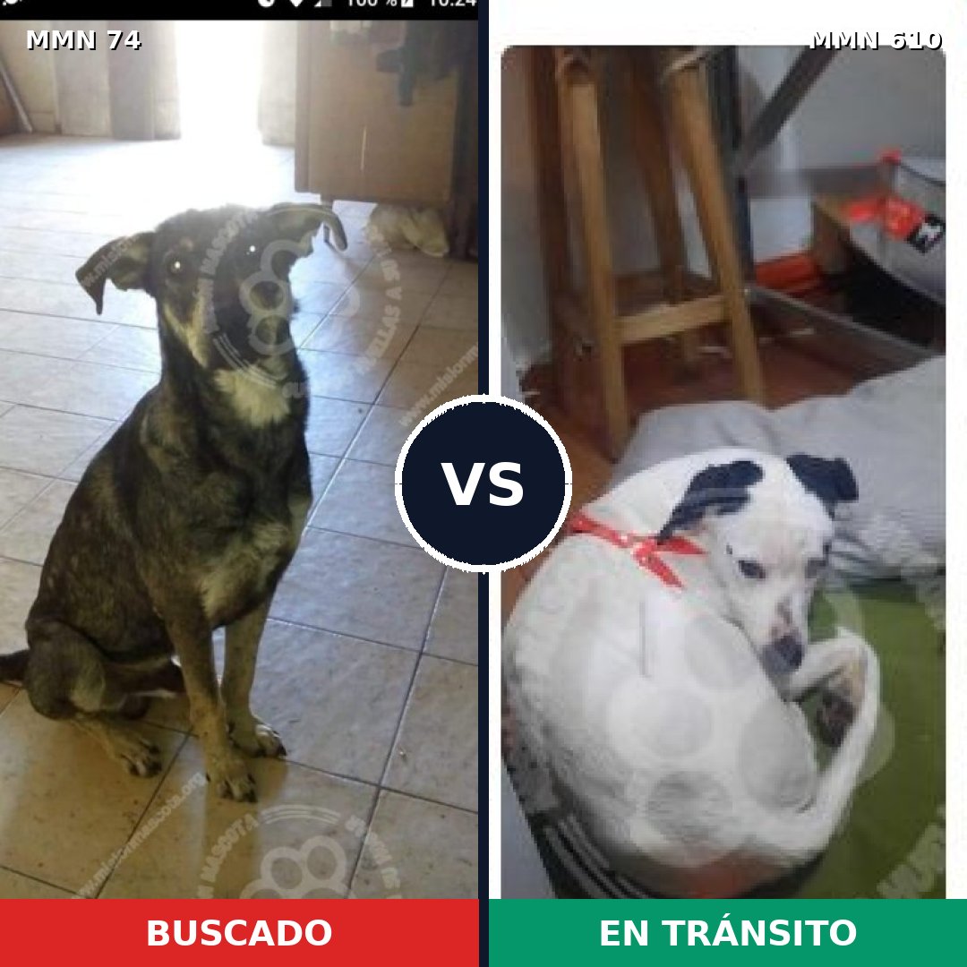 Comparativa MMS 2493: mascota perdida y mascota encontrada, 62% de similitud