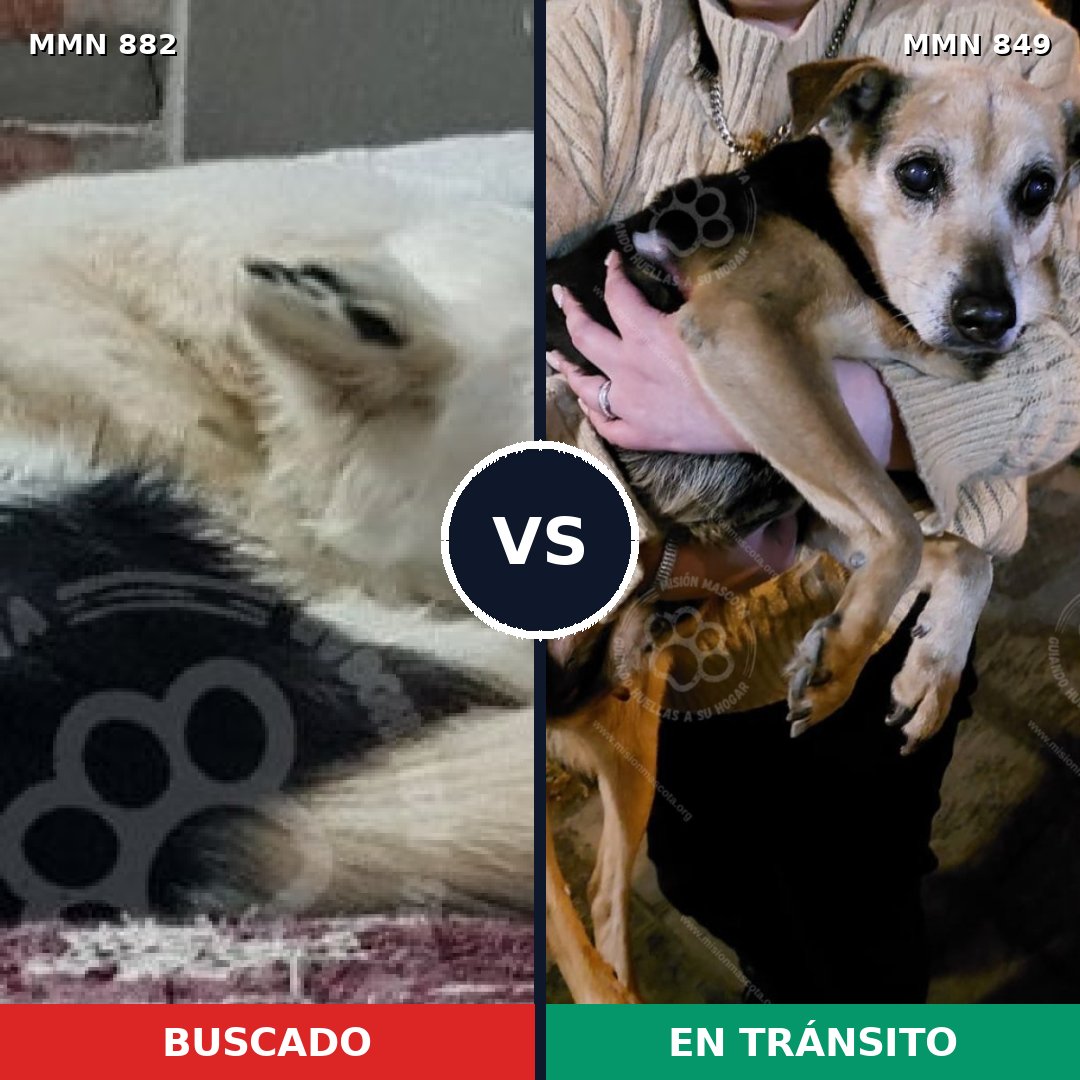Comparativa MMS 24933: mascota perdida y mascota encontrada, 49% de similitud