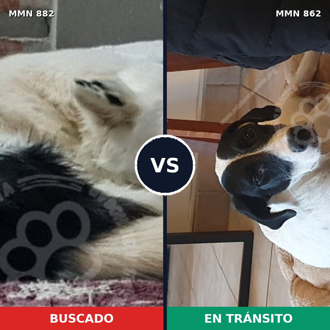 Comparativa MMS 24934: mascota perdida y mascota encontrada, 49% de similitud