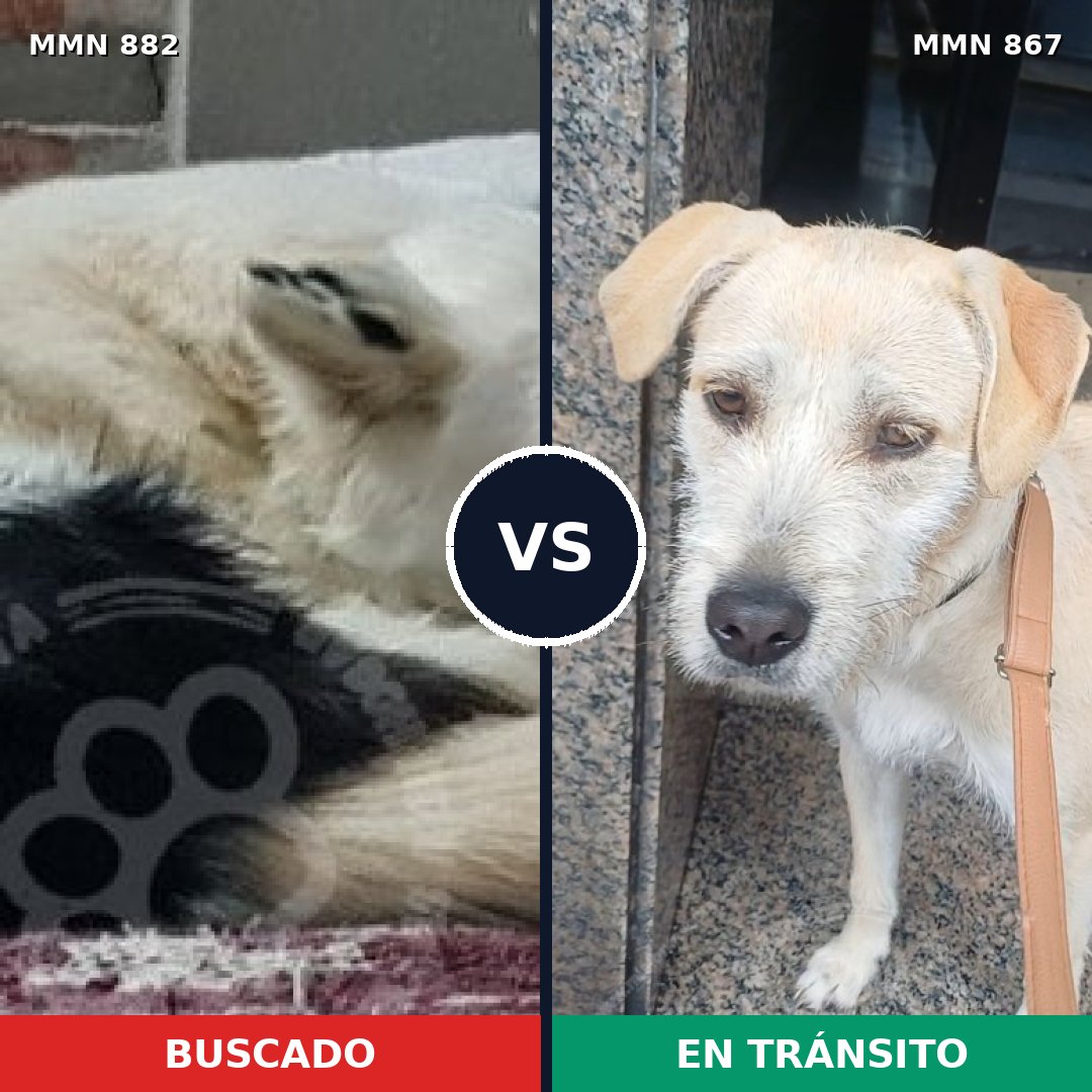 Comparativa MMS 24935: mascota perdida y mascota encontrada, 40% de similitud