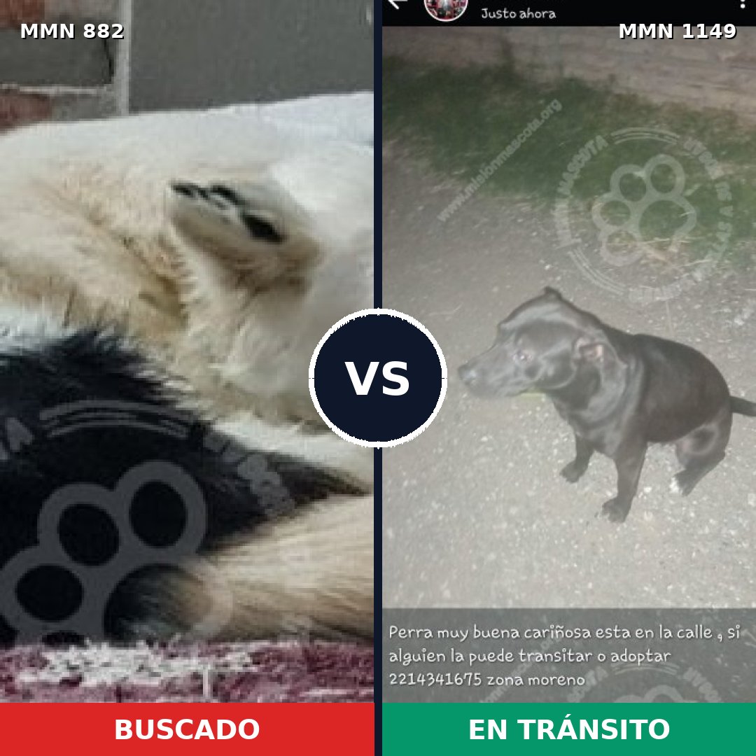 Comparativa MMS 24937: mascota perdida y mascota encontrada, 44% de similitud