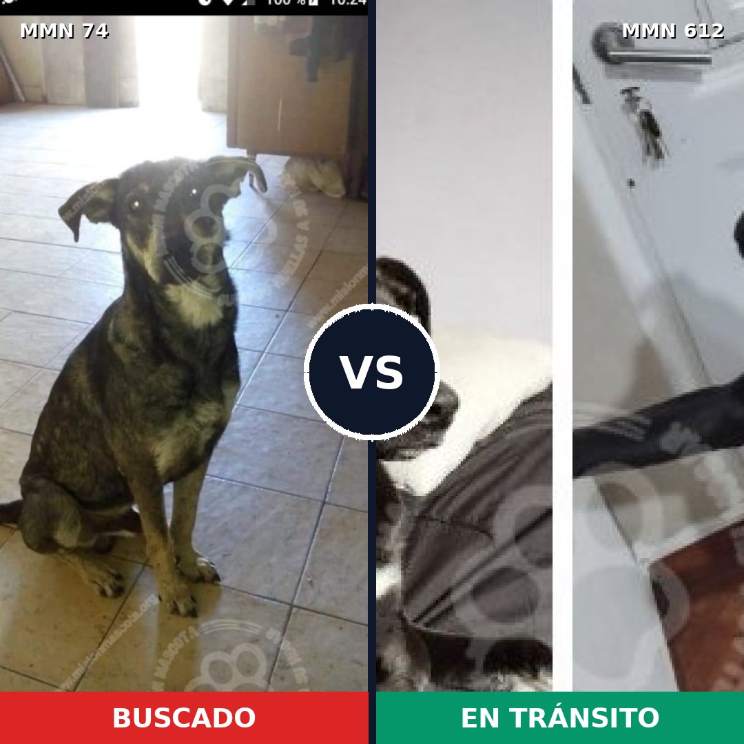 Comparativa MMS 2494: mascota perdida y mascota encontrada, 66% de similitud