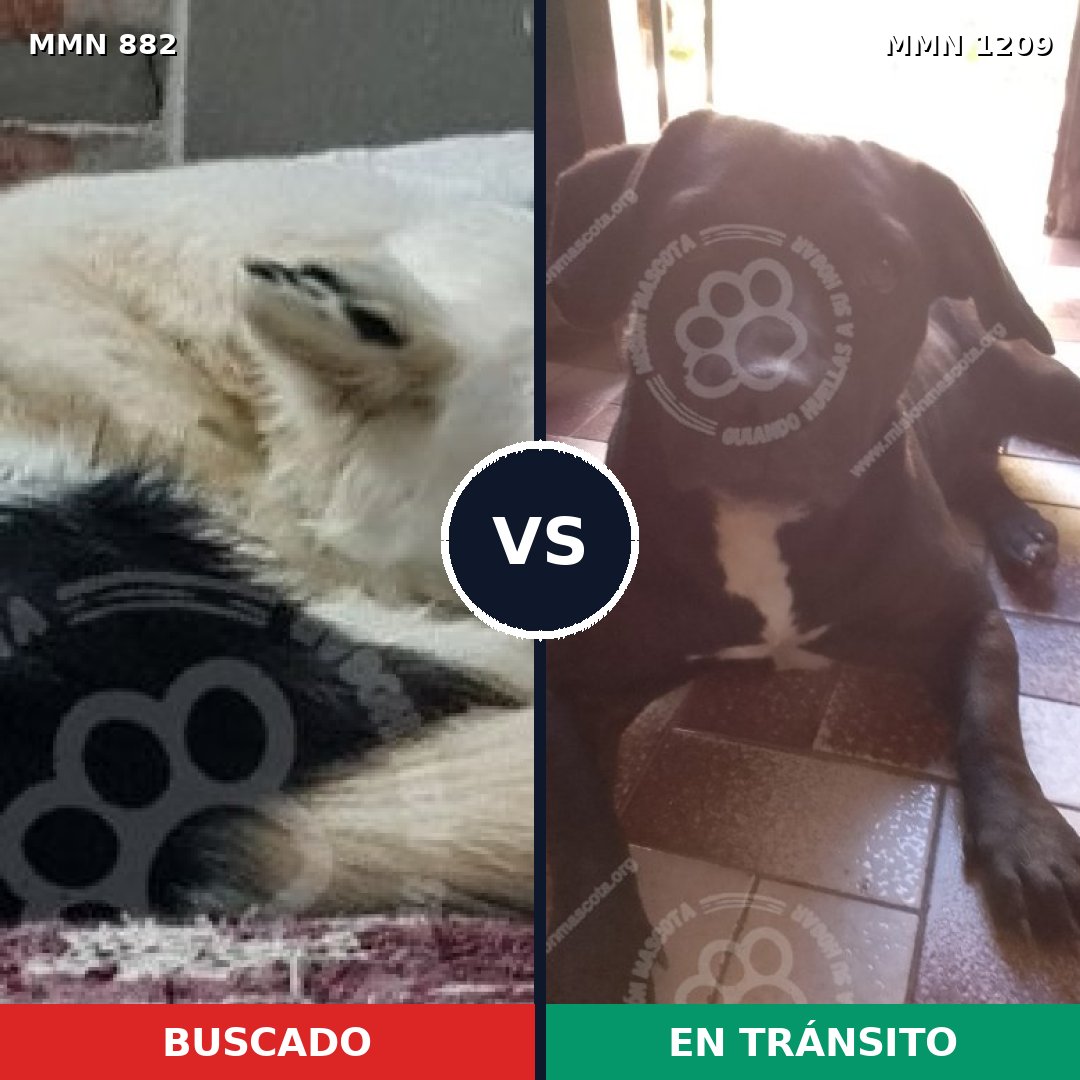 Comparativa MMS 24940: mascota perdida y mascota encontrada, 46% de similitud