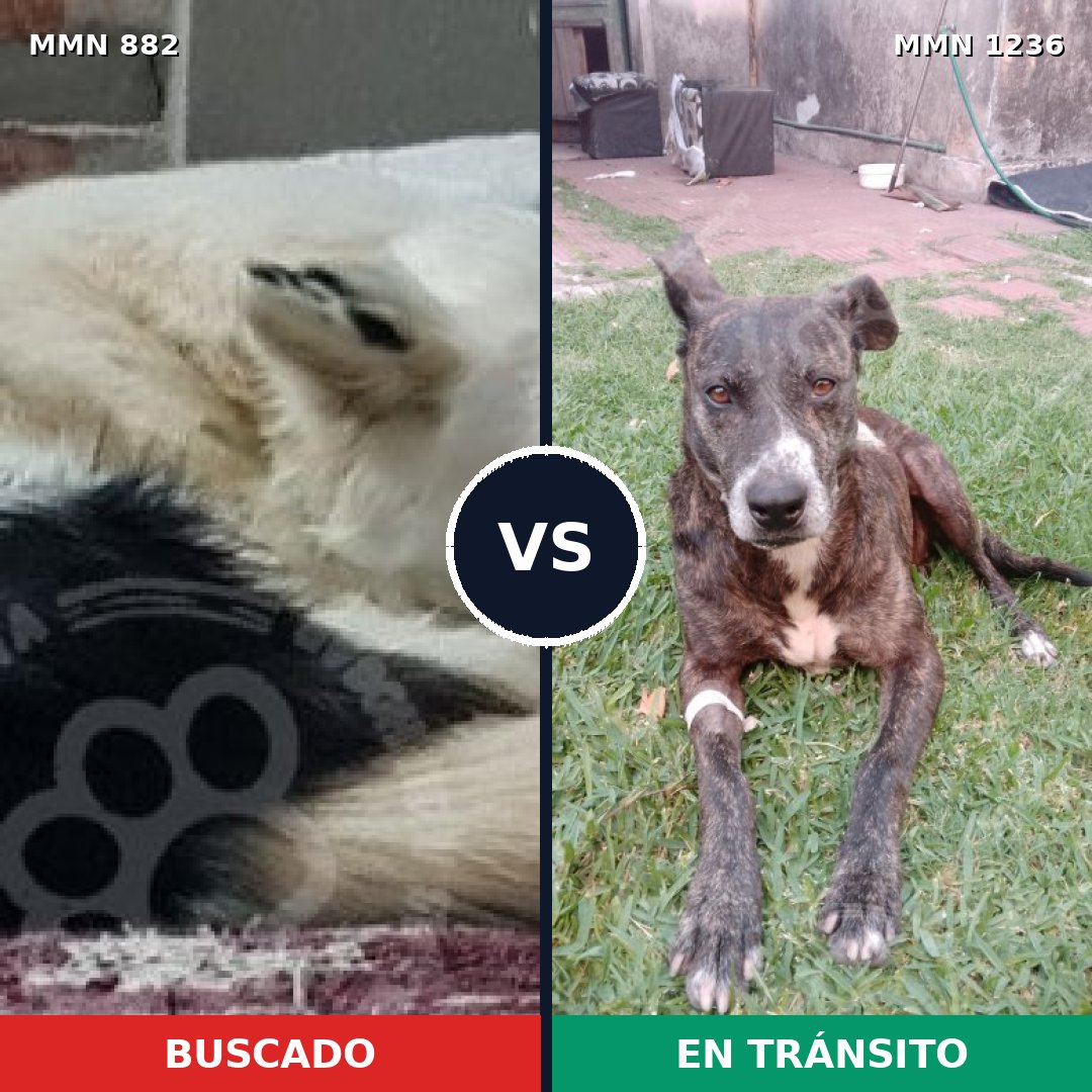 Comparativa MMS 24942: mascota perdida y mascota encontrada, 40% de similitud