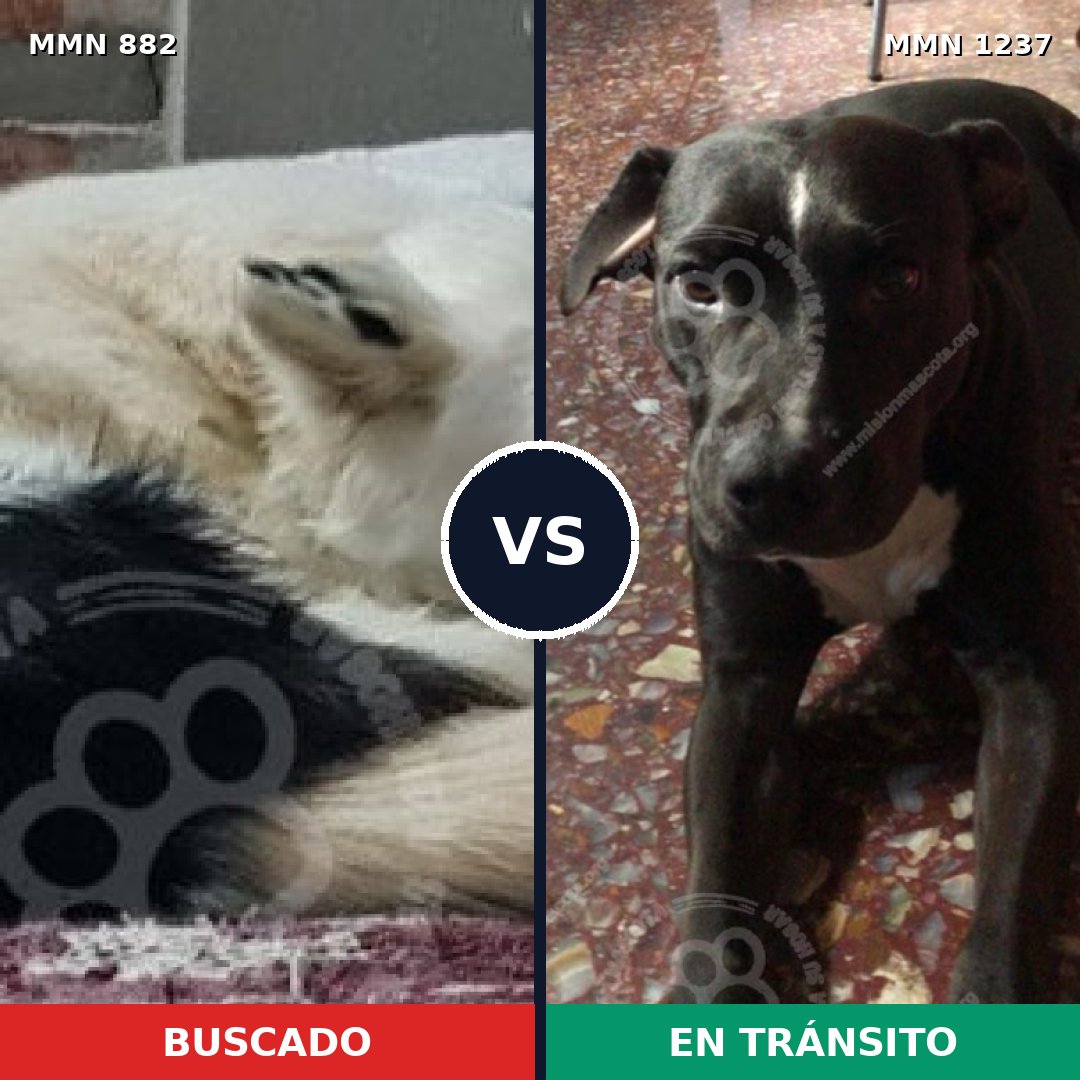 Comparativa MMS 24943: mascota perdida y mascota encontrada, 51% de similitud