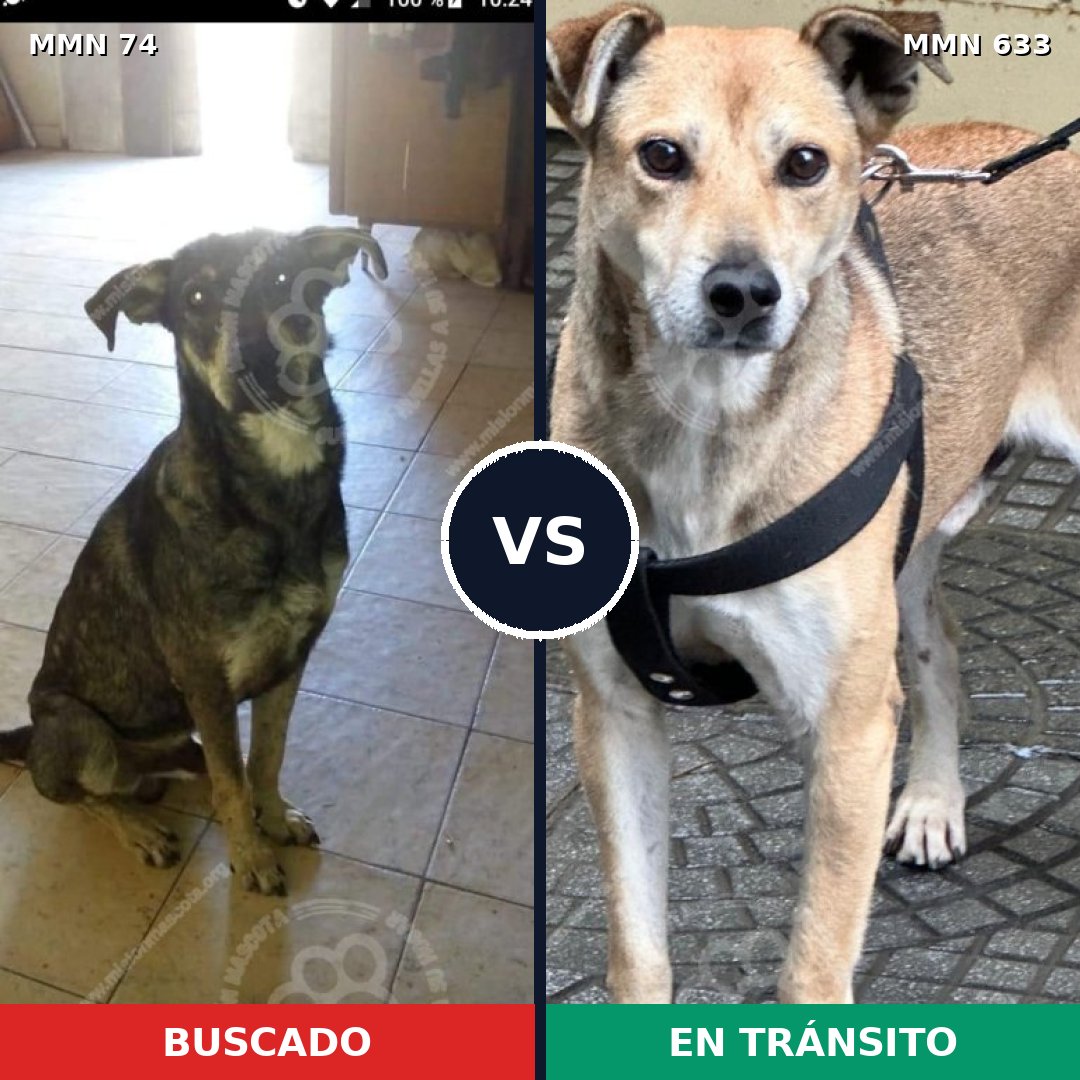 Comparativa MMS 2495: mascota perdida y mascota encontrada, 64% de similitud