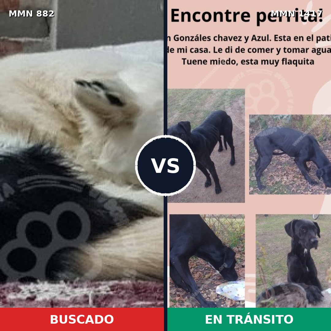 Comparativa MMS 24951: mascota perdida y mascota encontrada, 53% de similitud
