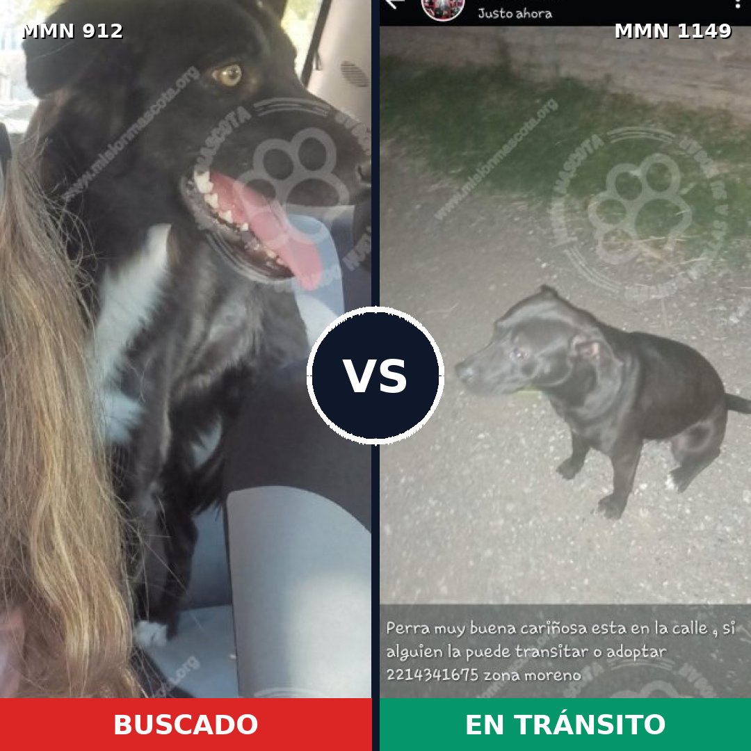 Comparativa MMS 24953: mascota perdida y mascota encontrada, 36% de similitud