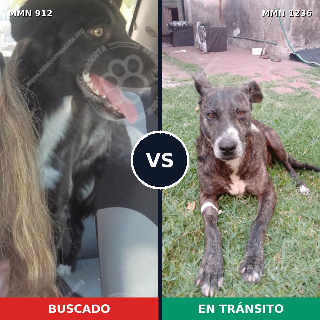 Comparativa MMS 24958: mascota perdida y mascota encontrada, 55% de similitud