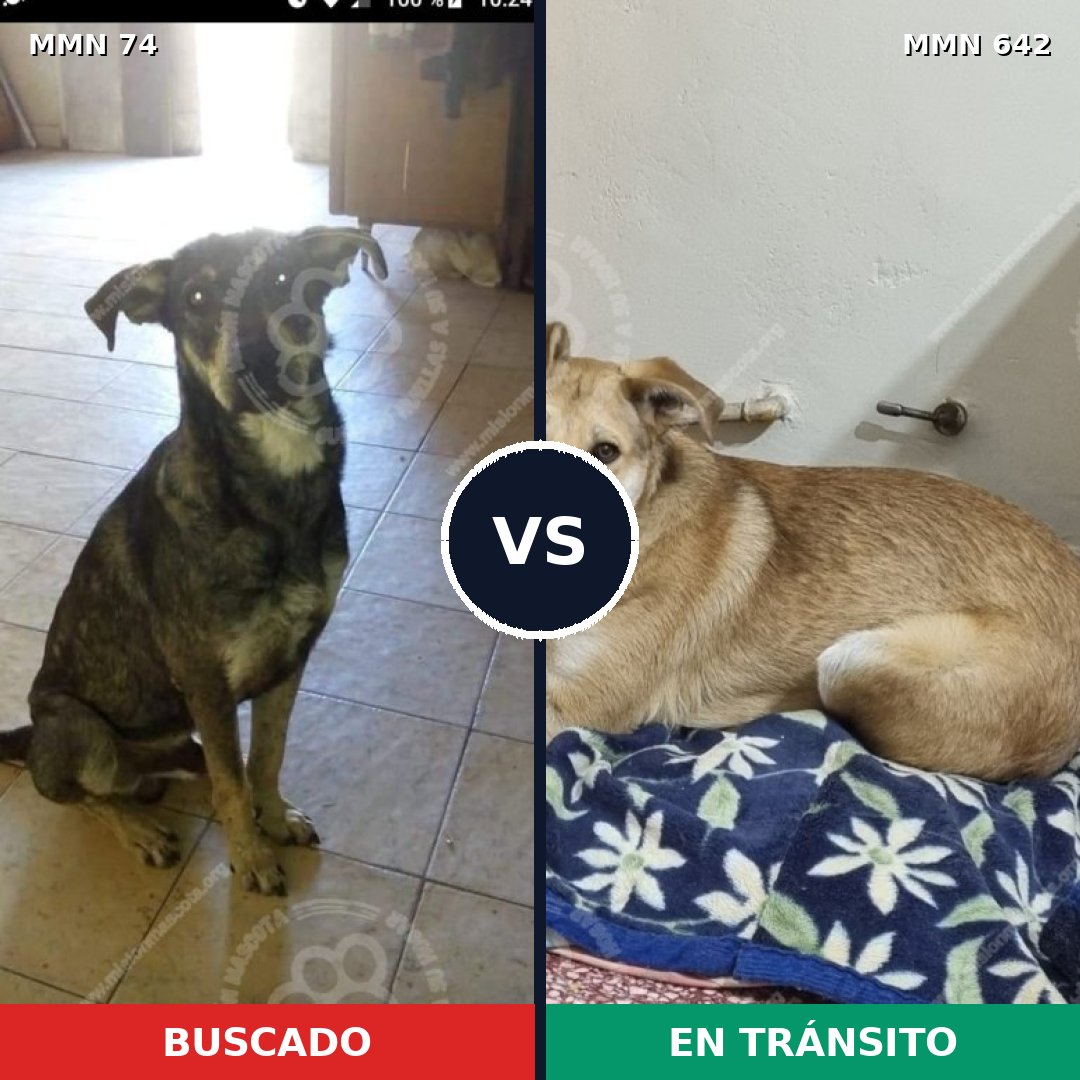 Comparativa MMS 2496: mascota perdida y mascota encontrada, 71% de similitud