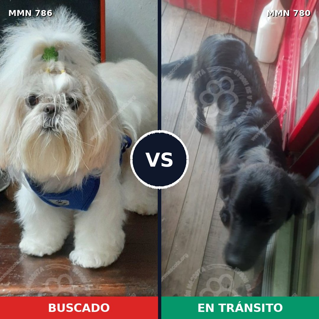Comparativa MMS 24969: mascota perdida y mascota encontrada, 27% de similitud