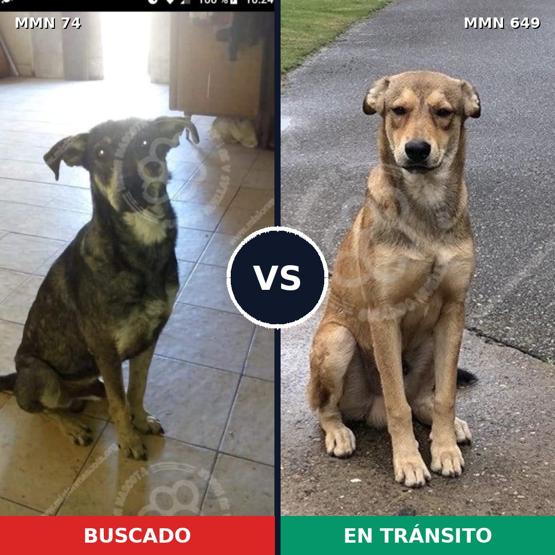 Comparativa MMS 2497: mascota perdida y mascota encontrada, 44% de similitud