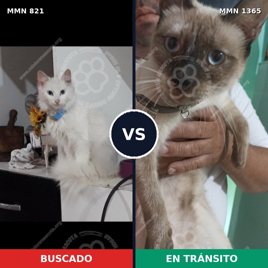 Comparativa MMS 24972: mascota perdida y mascota encontrada, 27% de similitud