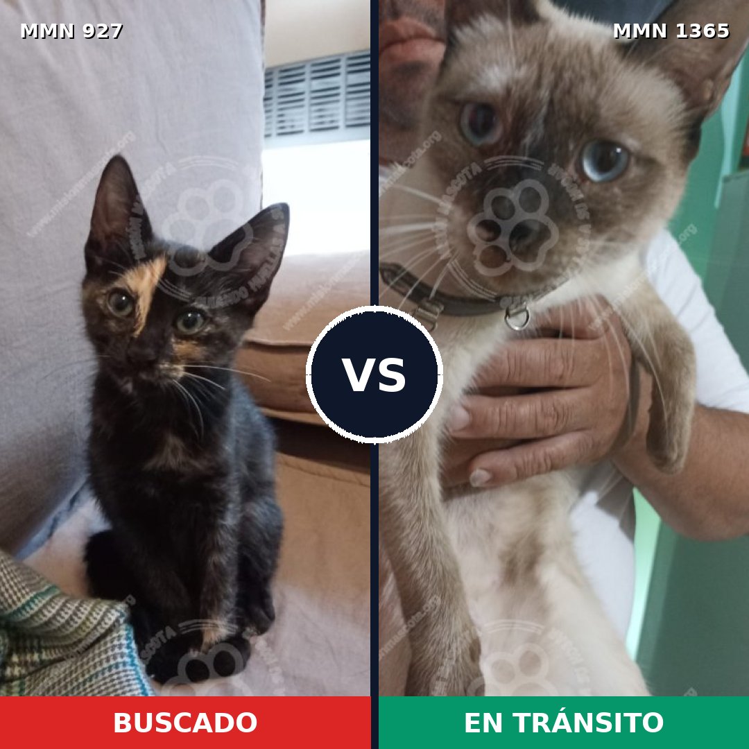 Comparativa MMS 24975: mascota perdida y mascota encontrada, 32% de similitud